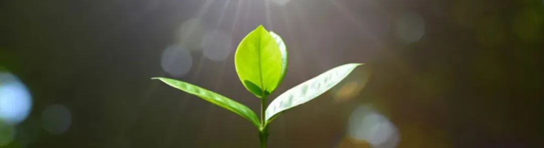 太阳集团